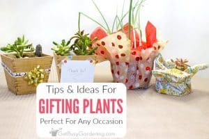 Tips & Ideas For Giving Plants As Gifts
