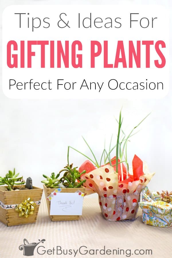 Tips & Ideas For Gifting Plants Perfect For Any Occasion