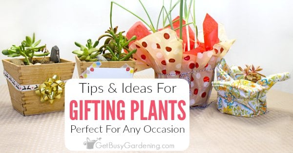 Christmas Grab & Go containers make the perfect live plant to gift