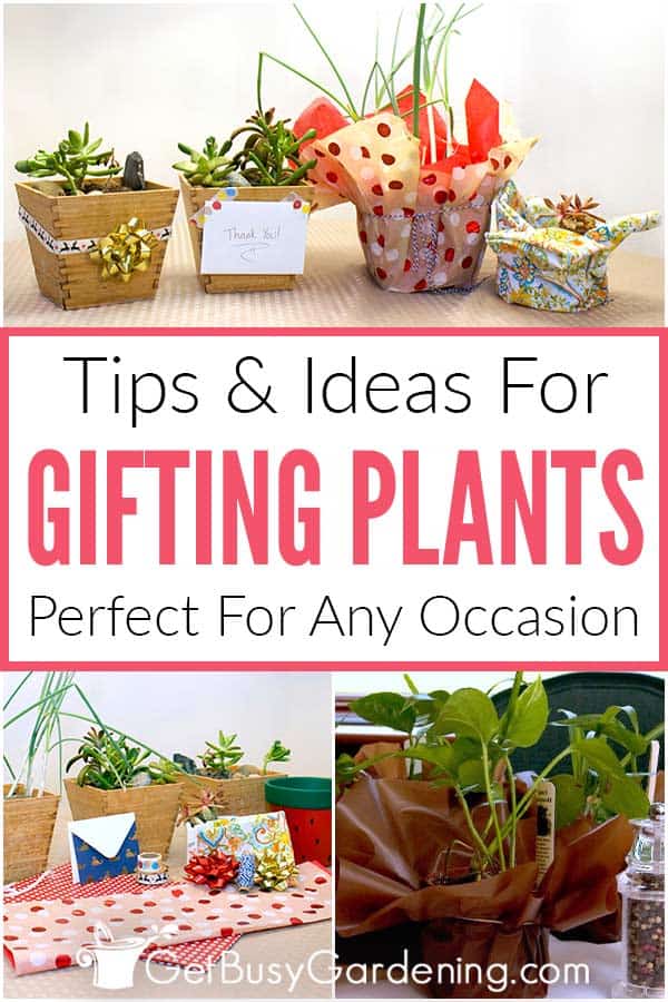 Tips & Ideas For Gifting Plants Perfect For Any Occasion