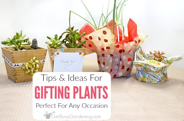 Tips & Ideas For Gifting Plants - Perfect For Any Occasion
