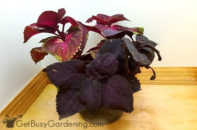 Coleus plant indoors for the winter