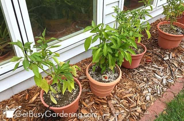 Growing peppers in pots outside