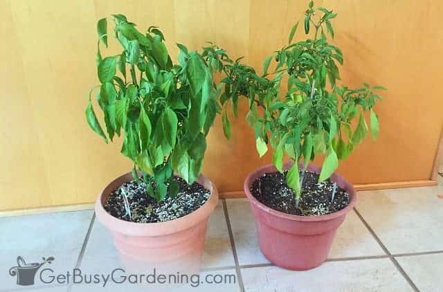 Overwintering pepper plants indoors in winter