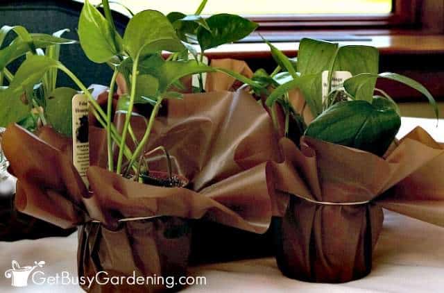 Houseplant party favors wrapped in brown plastic