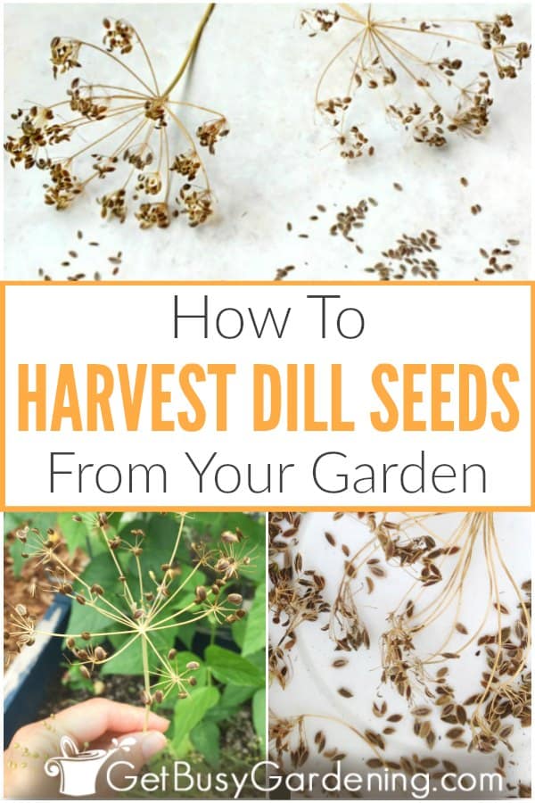 How To Harvest Dill Seeds From Your Garden