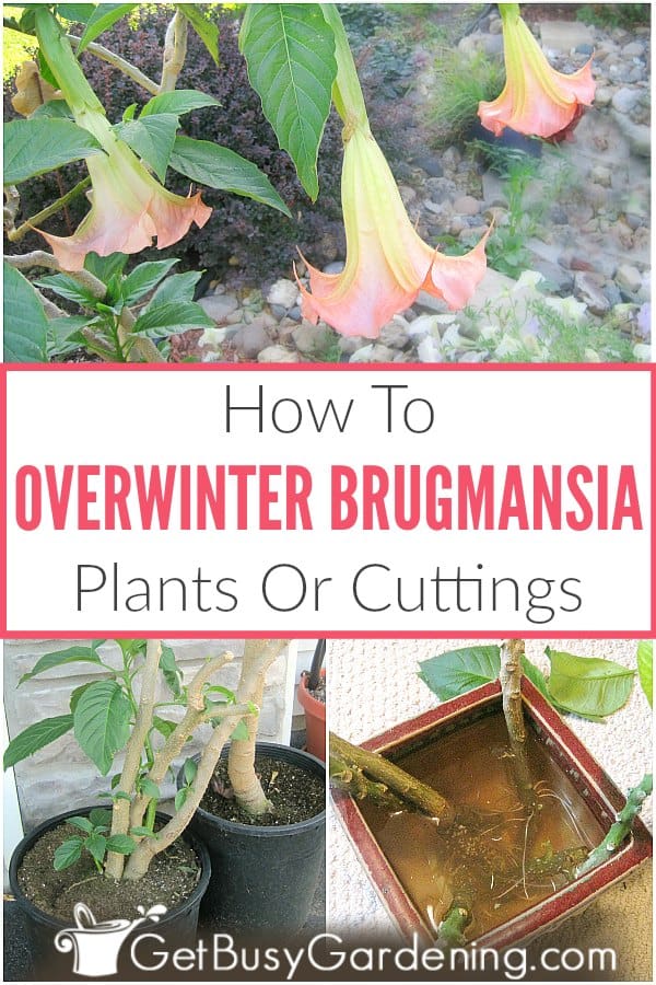 How To Overwinter Brugmansia Plants Indoors
