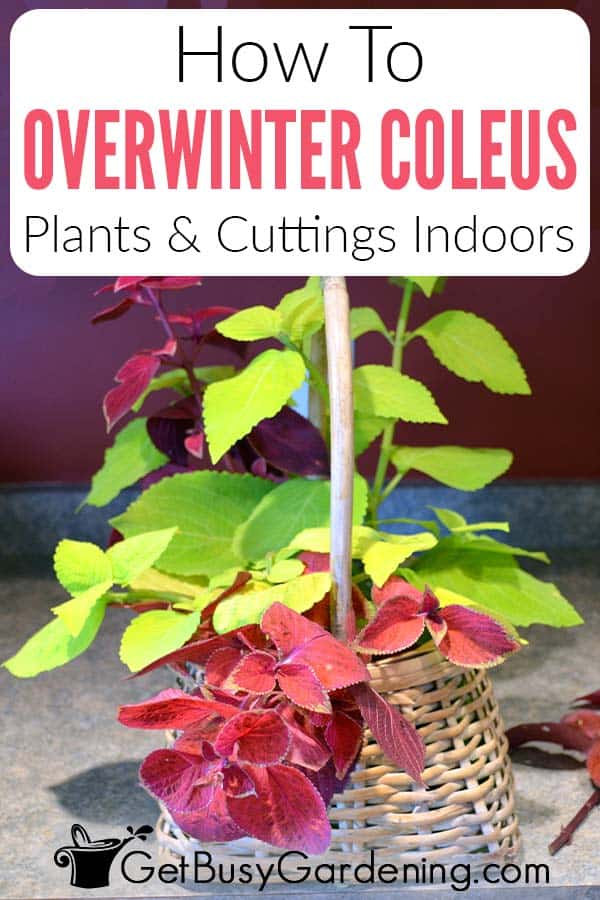 How To Overwinter Coleus Plants & Cuttings Indoors