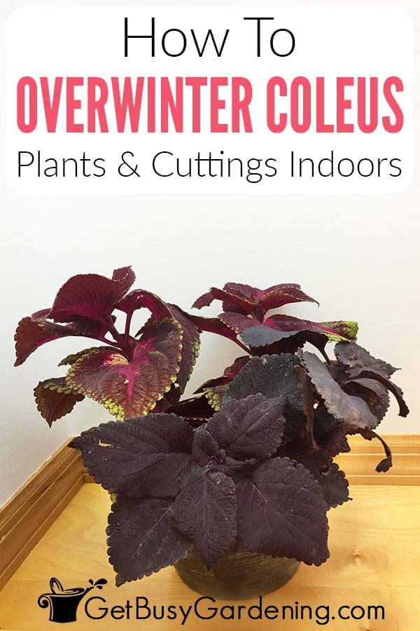 How To Overwinter Coleus Plants & Cuttings Indoors