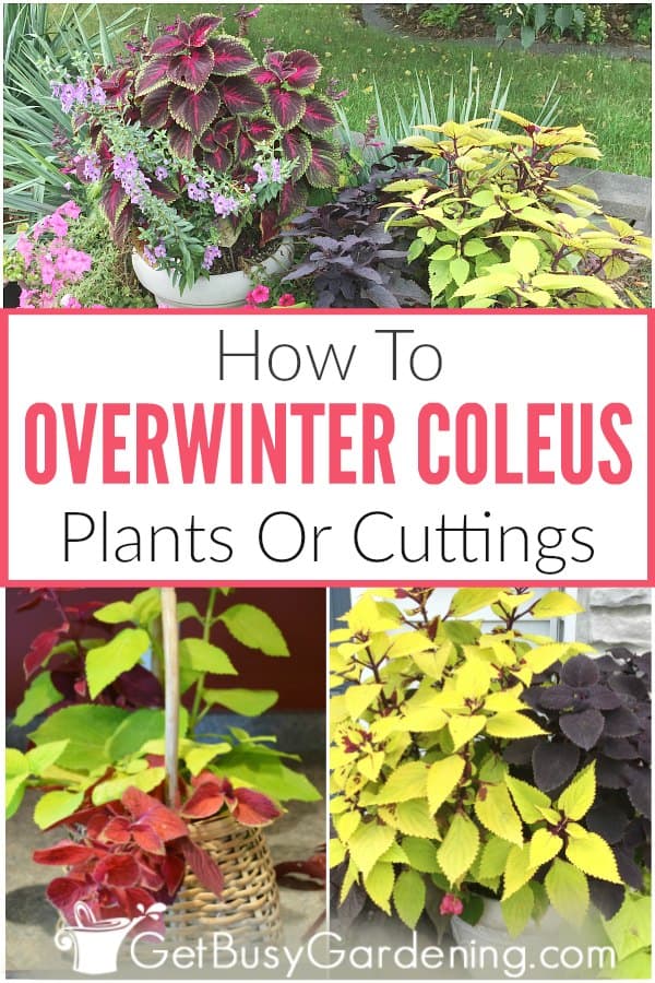 How To Overwinter Coleus Plants Or Cuttings