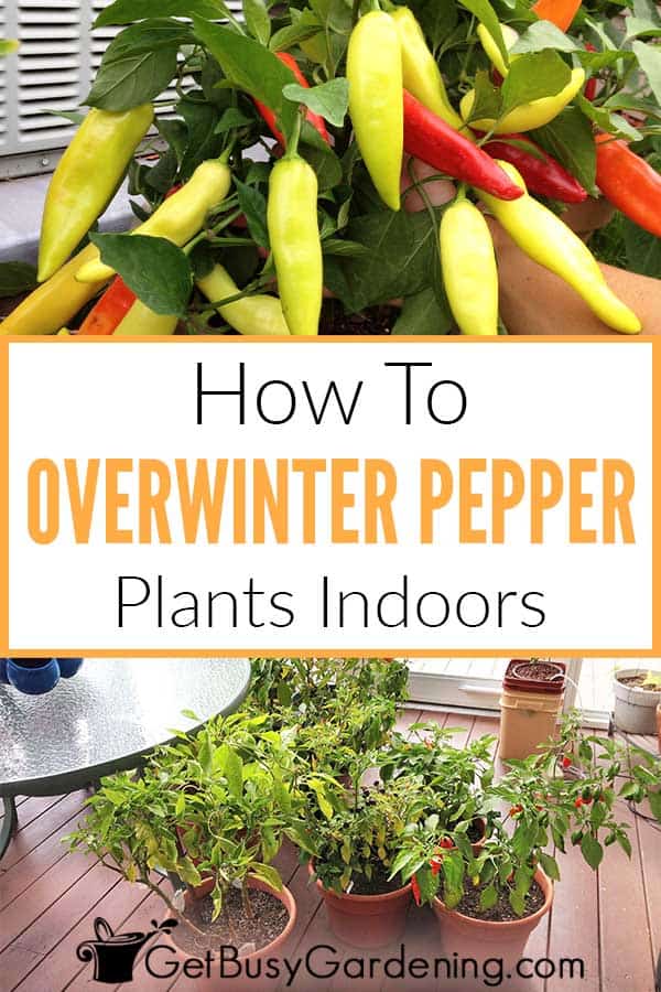 How To Overwinter Pepper Plants Indoors