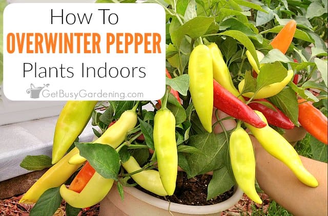 How To Overwinter Pepper Plants Indoors