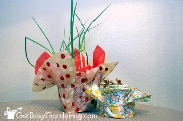 Wrapped plants ready to give as gifts