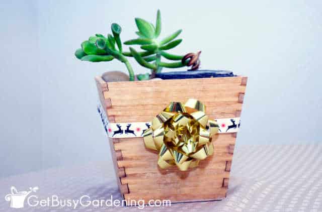 Succulents in a decorative planter wrapped with holiday ribbon