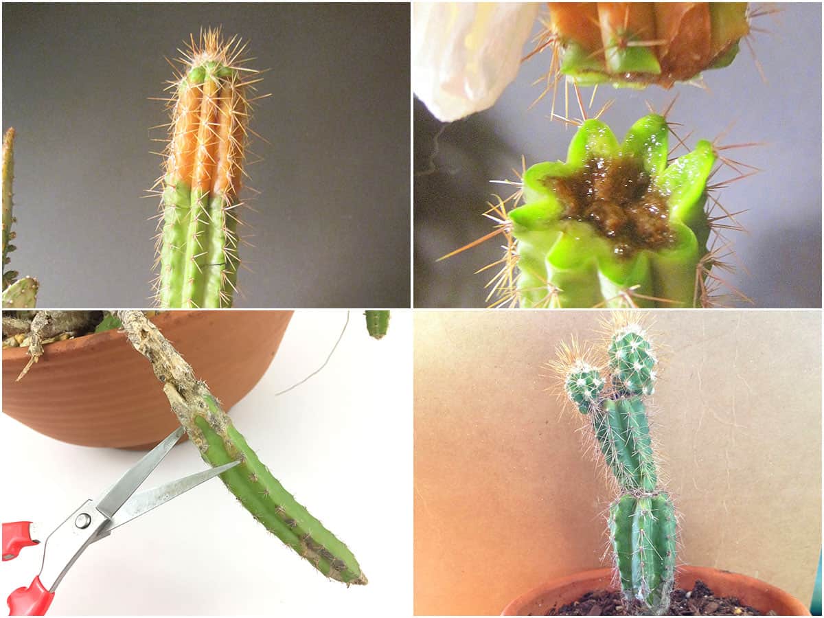 How To Save A Rotting Cactus Plant - Get Busy Gardening
