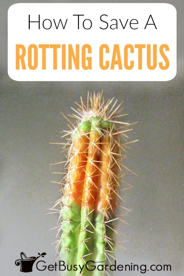 How To Save A Rotting Cactus Plant