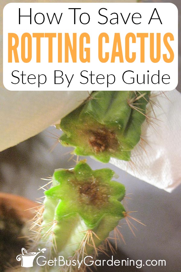 How To Save A Rotting Cactus Step By Step Guide