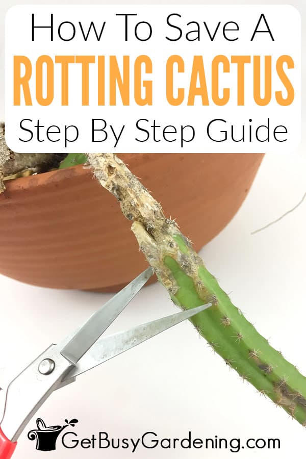 How To Save A Rotting Cactus Step By Step Guide