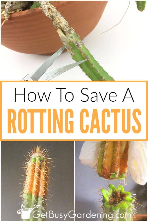 How To Save A Rotting Cactus Plant