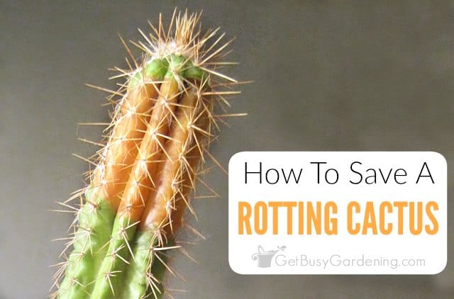 How To Save A Rotting Cactus