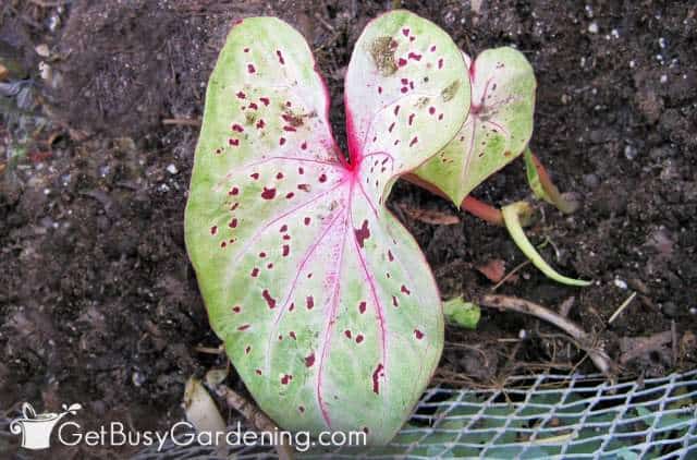 Caladium coming out of winter dormancy