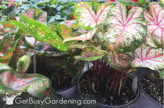 Caladiums planted in pots