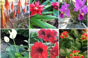 Collage of six different types of flowering houseplants