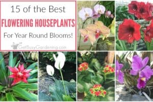 15 Of The Best Flowering Houseplants