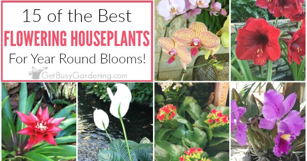 15 Of The Best Flowering Houseplants Get Busy Gardening - House Plants Flower All Year Round 15 Of The Best Flowering Houseplants Get Busy Gardening - House Plants Flower All Year Round