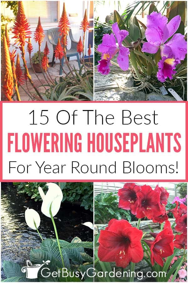 15 Of The Best Flowering Houseplants For Year Round Blooms!