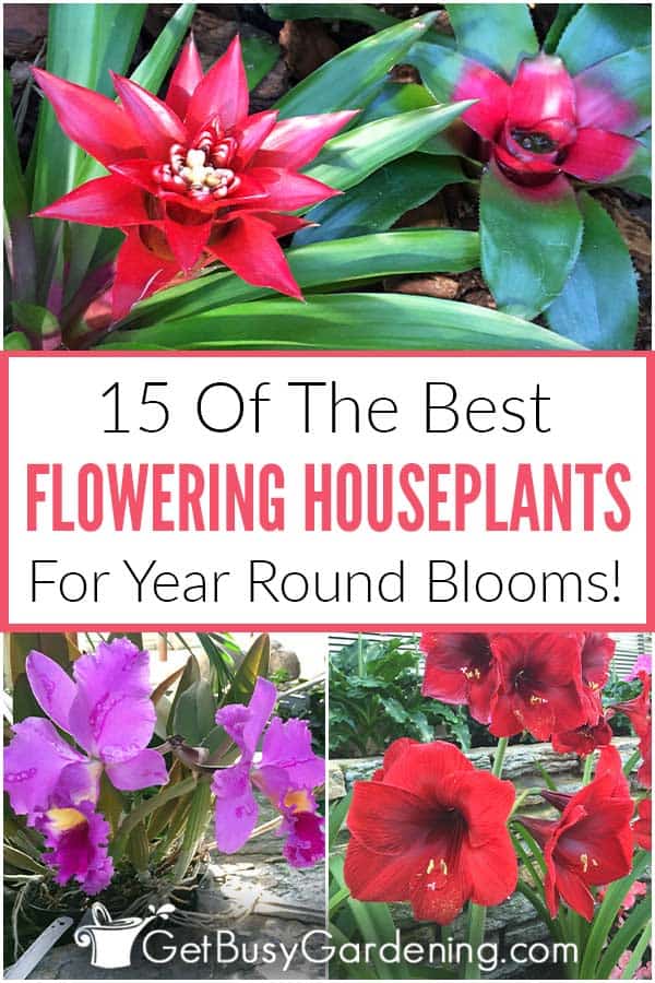 15 Of The Best Flowering Houseplants For Year Round Blooms!