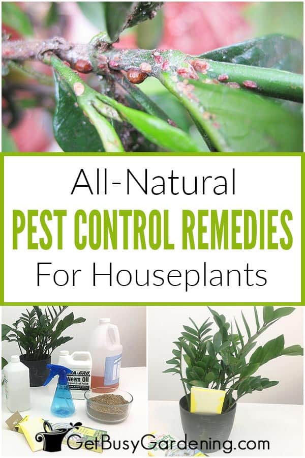 All-Natural Pest Control Remedies For Houseplants