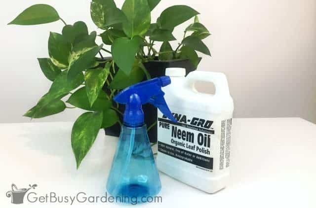 A bottle of neem oil pesticide next to a spray bottle and houseplant