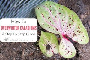 Winter Care Of Caladium Bulbs
