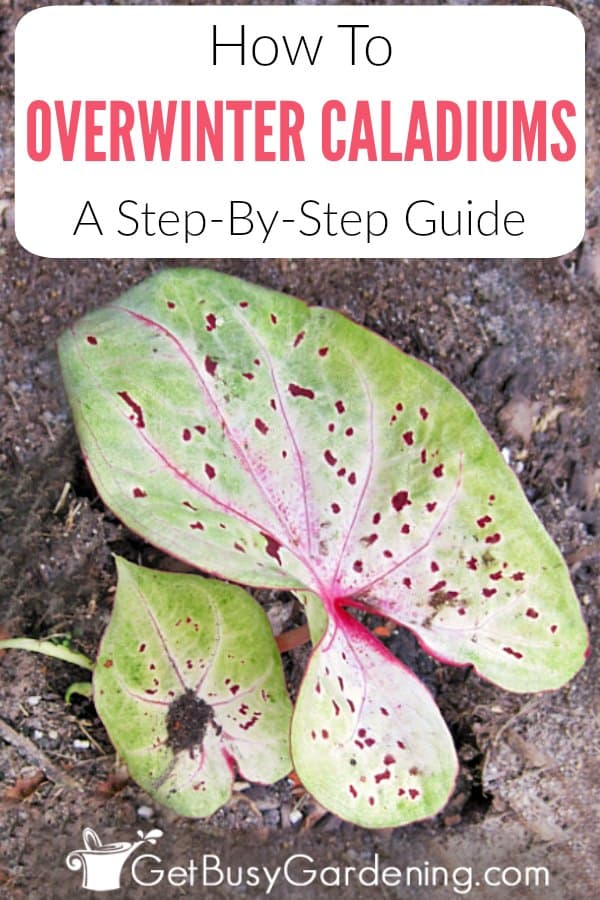 How To Overwinter Caladiums: A Step-By-Step Guide