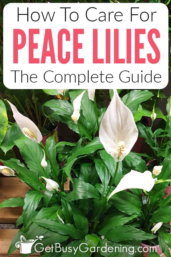 How To Care For Peace Lilies The Complete Guide