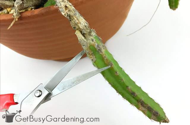 Taking a healthy cutting from a rotting cactus