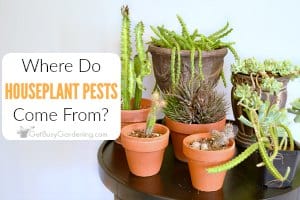 Where Do Houseplant Pests Come From?