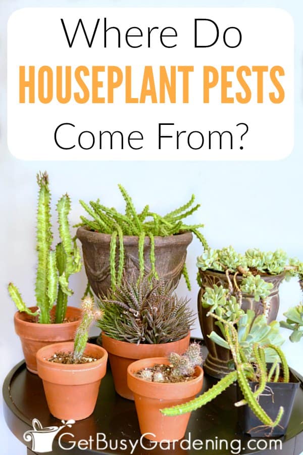 Where Do Houseplant Pests Come From?