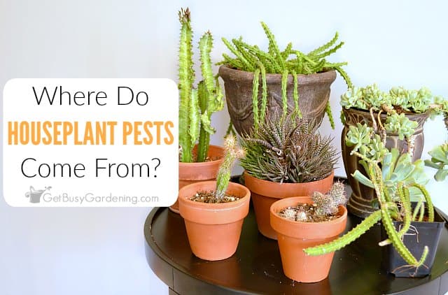 Where Do Houseplant Pests Come From?