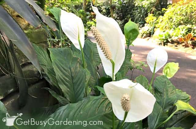 A peace lily plant growing outdoors for the summer