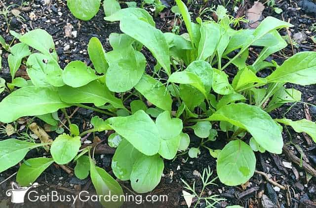 Arugula is very easy to grow from seeds