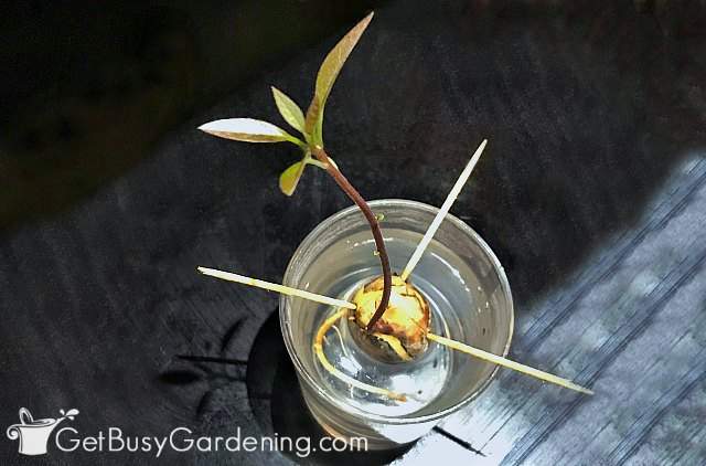 Avocado seedling growing in water