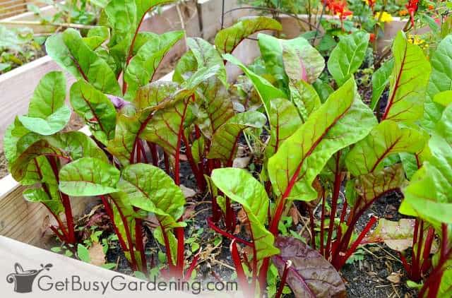 Chard is simple to grow by sowing seeds directly in the vegetable garden