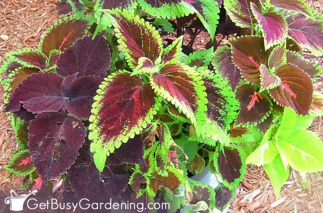 Coleus is one of the best annuals to grow from seed