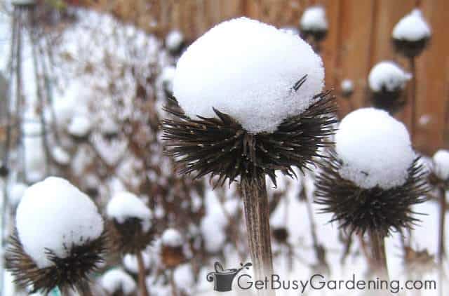 Coneflower capped with fresh snow adds winter interest