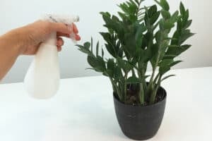 Spraying an indoor plant to get rid of bugs