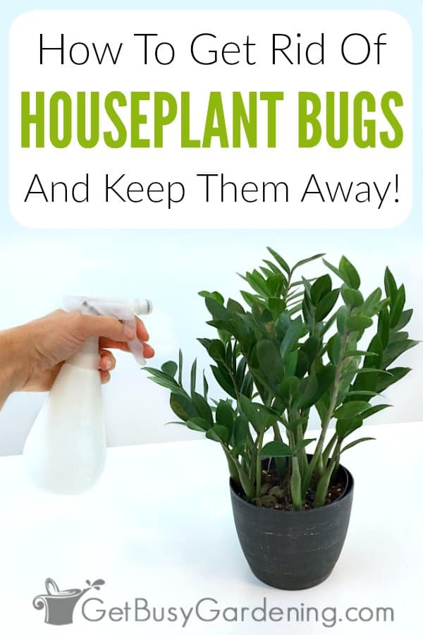 How To Identify Common Types Of Houseplant Bugs - Get Busy Gardening