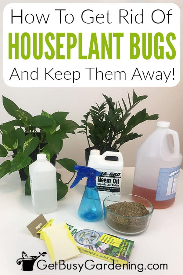 How To Get Rid Of Bugs On Indoor Plants, For Good! - Get Busy Gardening