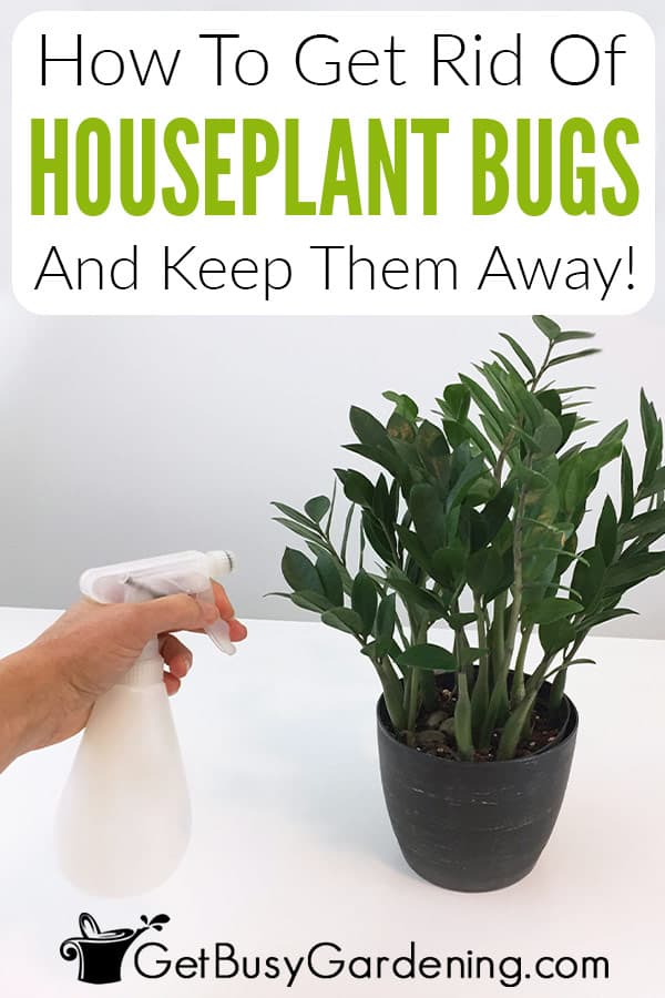 How To Get Rid Of Bugs On Indoor Plants: Stop The Pests Now